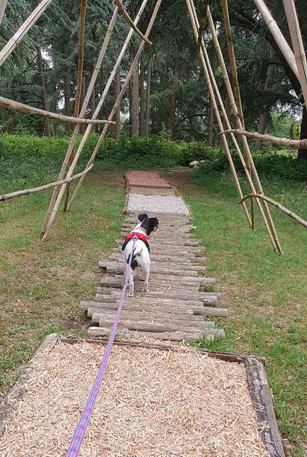 Kensi ets une petite jack russel de 4 ans à l'adoption au refuge sos animaux 78 au chesnay rocquencourt près de Versailles, yvelines